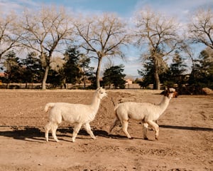 Albuquerque_150.jpg