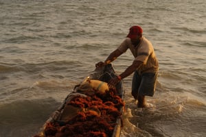 03_190506_RR_SEAWEED_1309.jpg